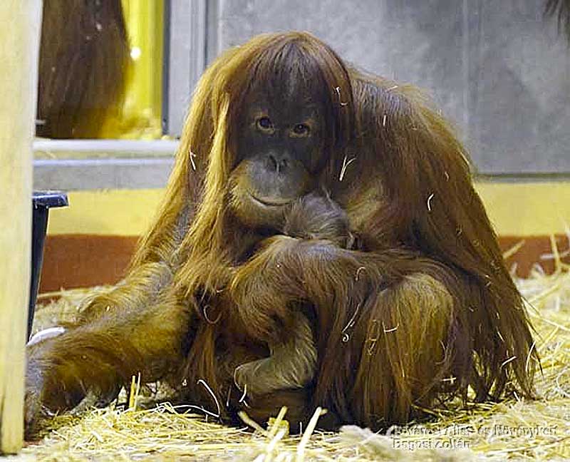Újabb orangutánkölyök született Budapesten
