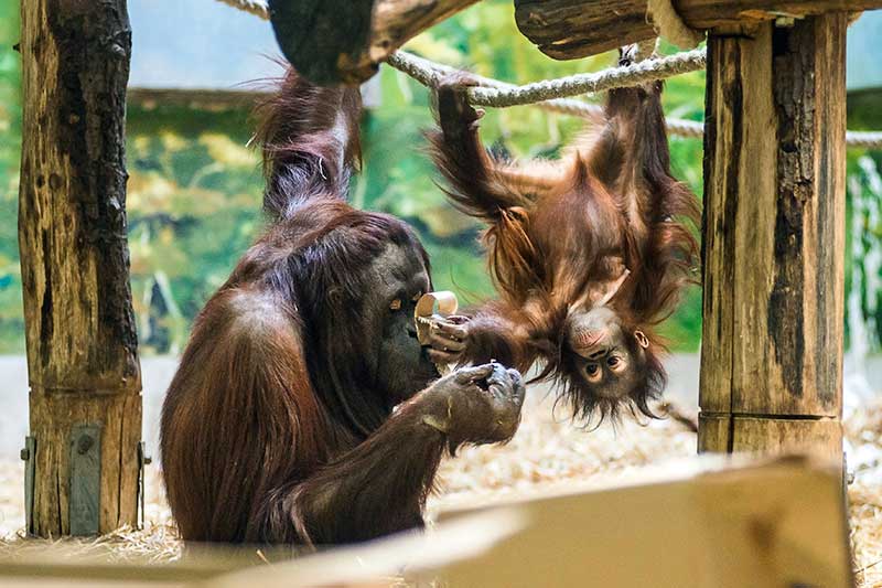 Kétéves lett az ország első borneói orangutánja