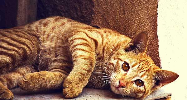 A macskák és gazdijuk közti kommunikációt vizsgálták magyar tudósok
