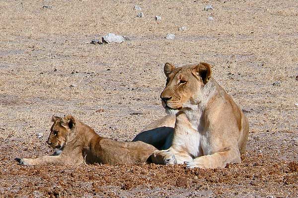 Élvezik a vendégek nélküli életet a dél-afrikai Kruger Nemzeti Park oroszlánjai