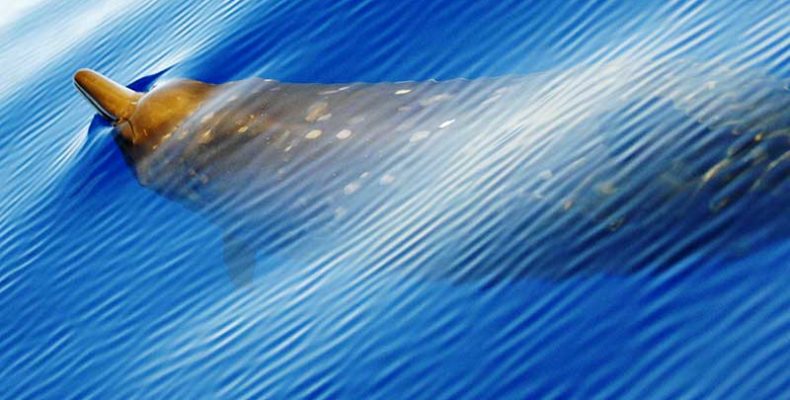 Egy csőrösbálna rekordidejű merülését jegyezték fel amerikai tudósok