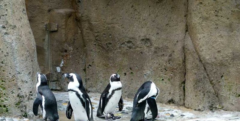 Pápaszemes pingvin kelt ki a Szegedi Vadasparkban