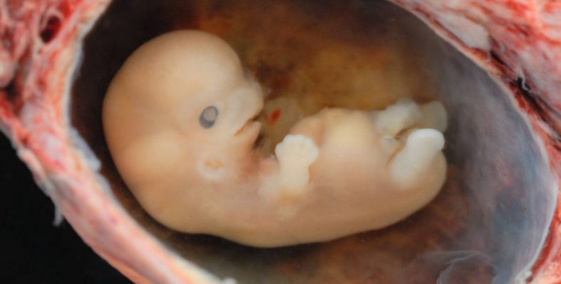 Első alkalommal alkottak tudósok „szintetikus embriót”