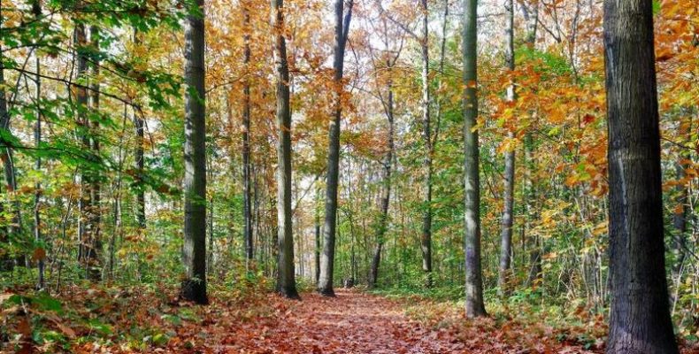 Kétmilliárd forintból folytatódik az erdősítés Székesfehérváron