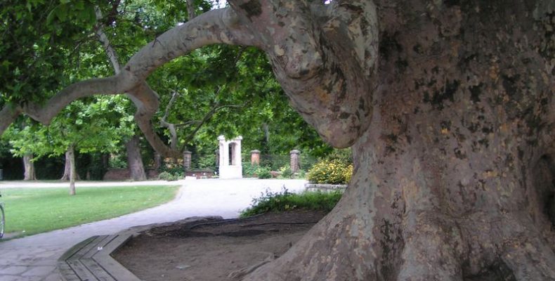 A 250 éves tatai platán lett az Év fája 2022-ben