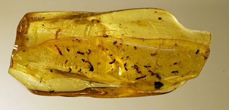 Idegen, már kihalt rovarfajt azonosítottak magyar tudósok egy borostyánban